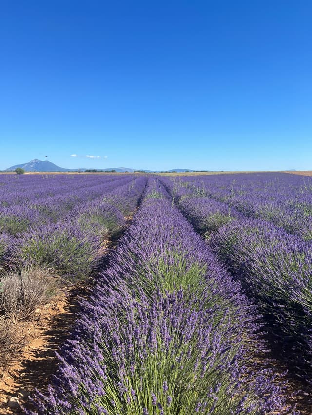 France | Lavender field France | Lavender field