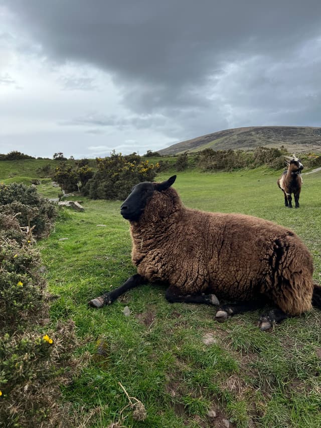 Ireland | Fairy Fort Ringfort Ireland | Fairy Fort Ringfort